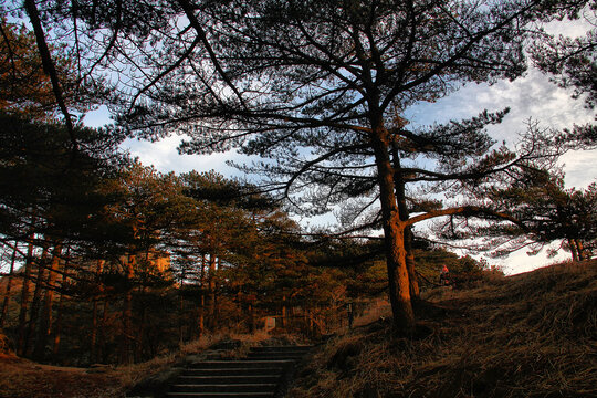 黄山松