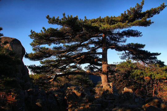 黄山松