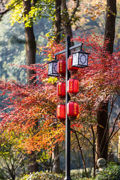 杭州永福寺秋色