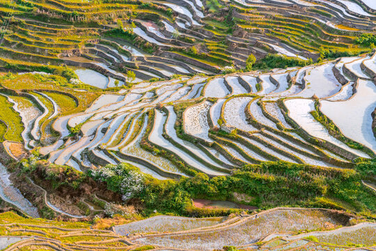 云南元阳梯田的风景