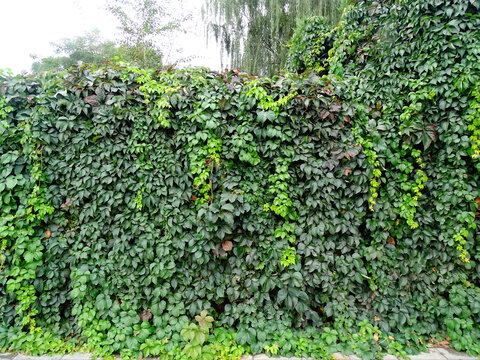 绿植树叶围墙