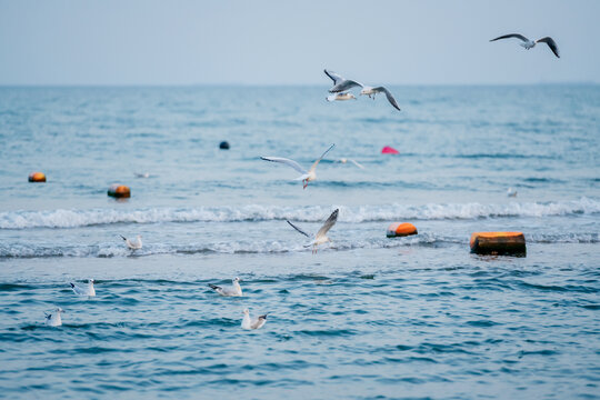 北戴河海鸥