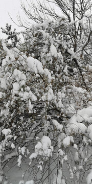 积雪的松枝