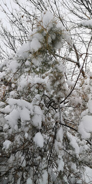 积雪的松枝
