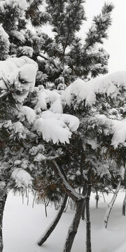 积雪的松枝