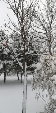 积雪的松枝