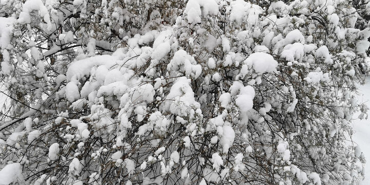 积雪的松枝