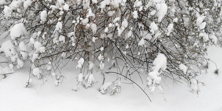 积雪的松枝