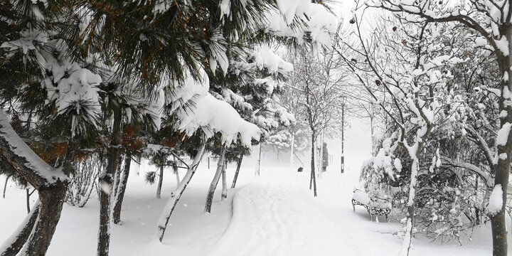 积雪的松枝