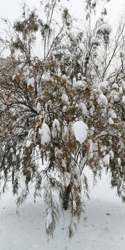 积雪的松枝