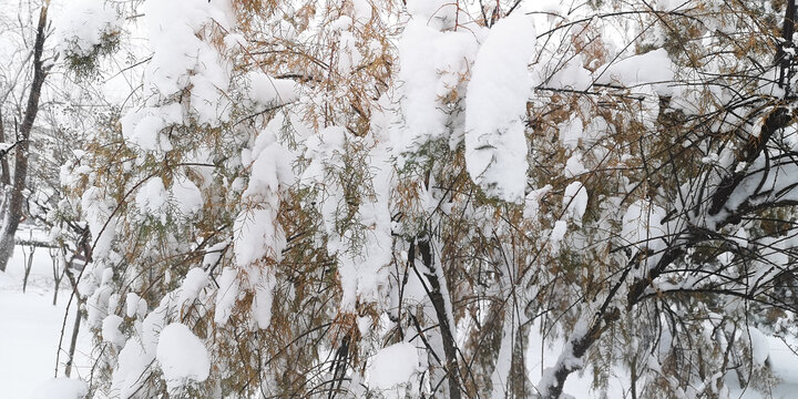 积雪的松枝