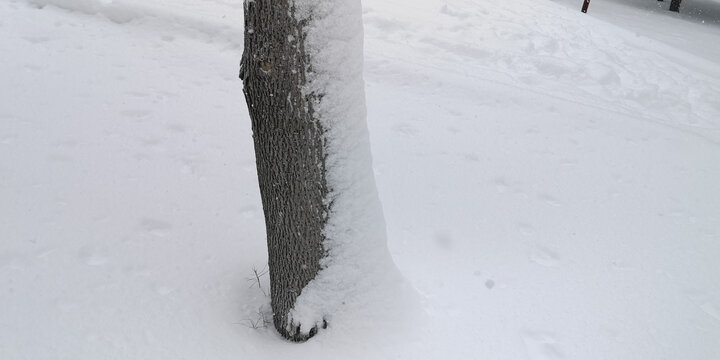 积雪的松枝