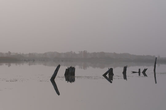 胡杨树