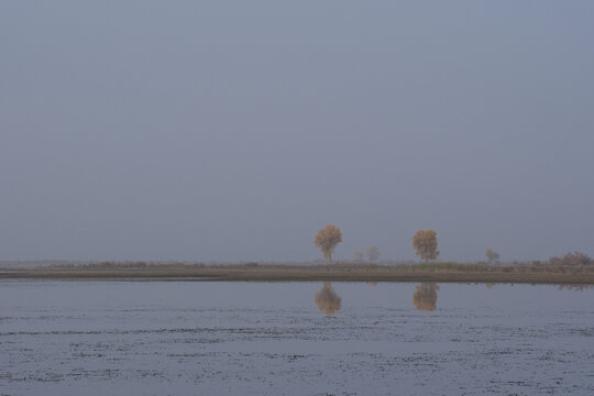 水胡杨