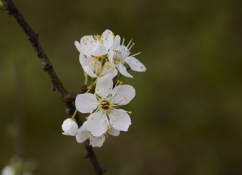 苹果花