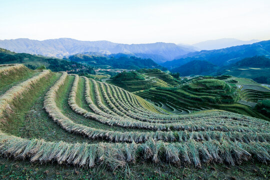 丰收时节