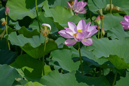 荷花莲花