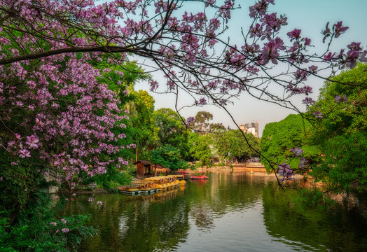 广西柳州紫荆花柳侯公园