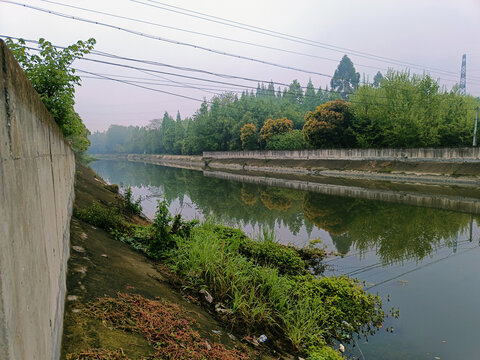 河道森林