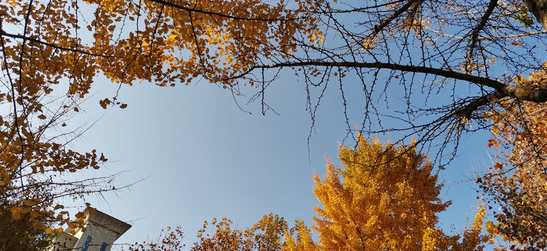 银杏树