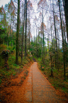 林间小路