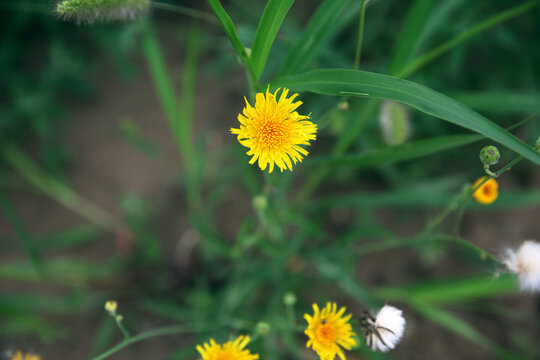 苣荬菜