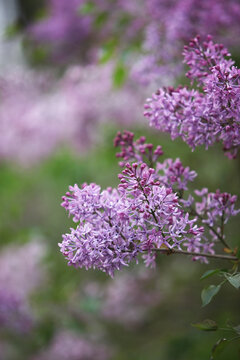 丁香花