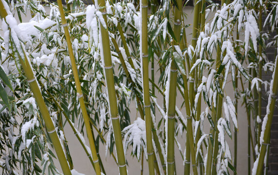 雪中竹林