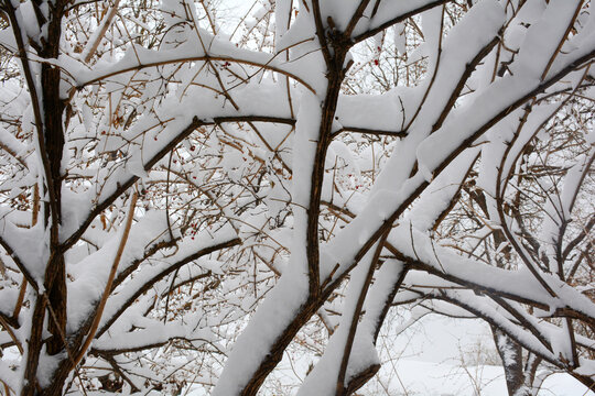 树枝白雪