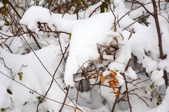 冬雪