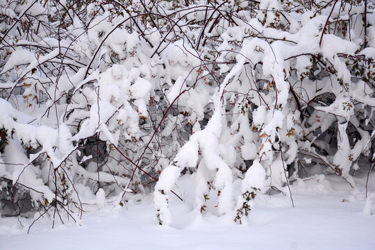 冬季雪景