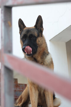 狼犬警犬