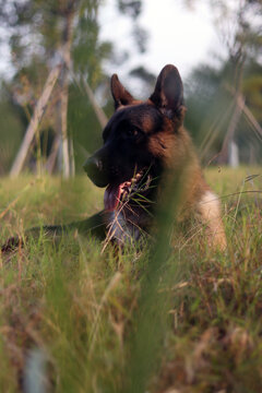 军犬大型犬