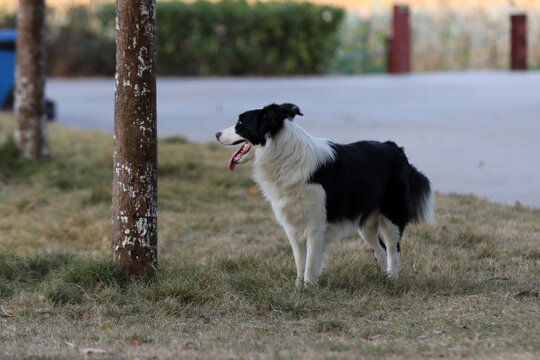 狗狗户外运动