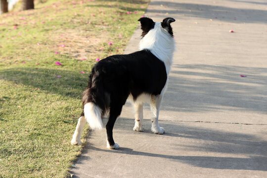 中型犬帅气牧羊犬