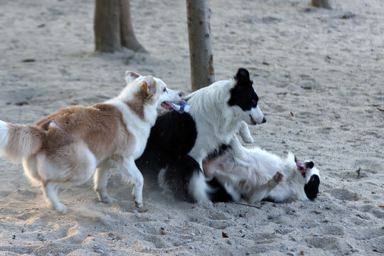 中型犬帅气牧羊犬