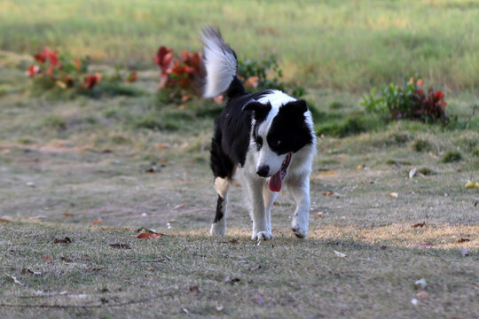 中型犬帅气牧羊犬