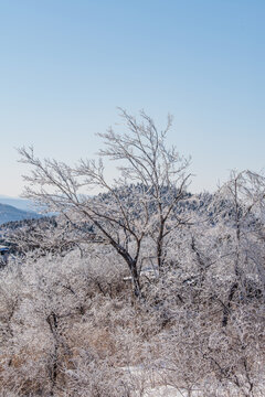 济南黑峪顶雪后雾凇