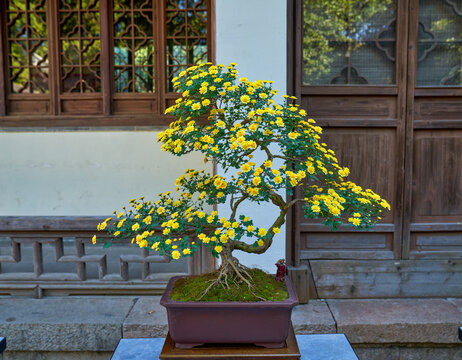 菊花盆景