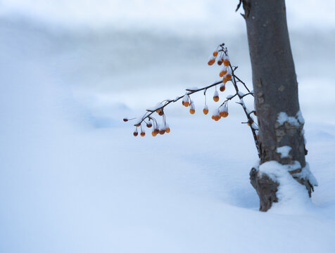 雪后海棠果