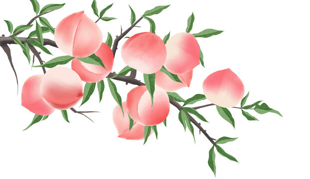 水密桃包裝插畫