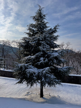 雪雾松