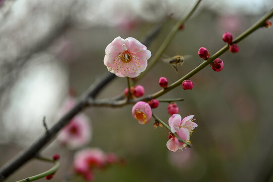 腊梅花