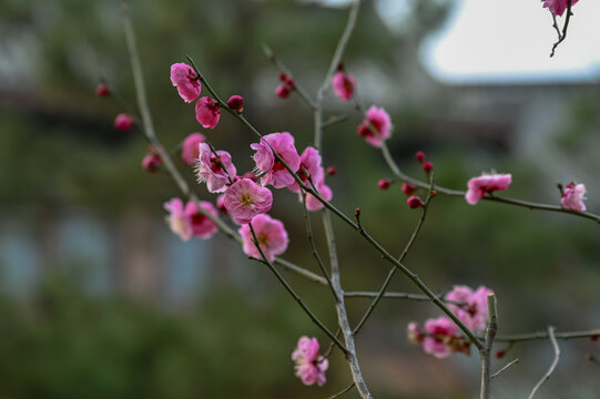 腊梅花