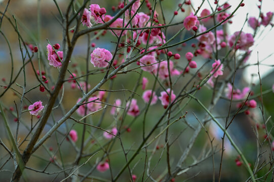 腊梅花