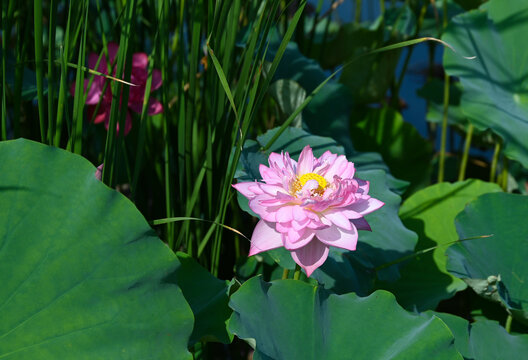 荷花莲花