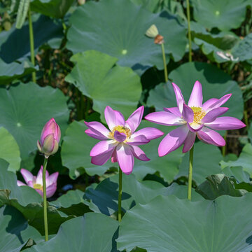 荷花莲花