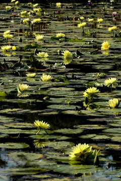 莲花盛开的池塘