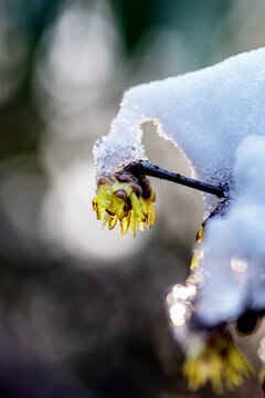 雪中腊梅花