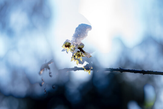 雪中腊梅花